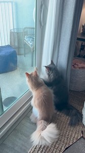 Mr. Lizard 🦎 | Fisher The Maine Coon