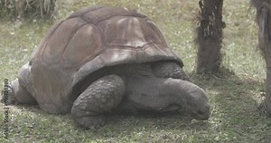 turtle in the grass, Graceful giant turtle gliding between trees in serene landscape, showcasing its majestic size and intricate shell. A harmonious blend of power and beauty in nature's embrace