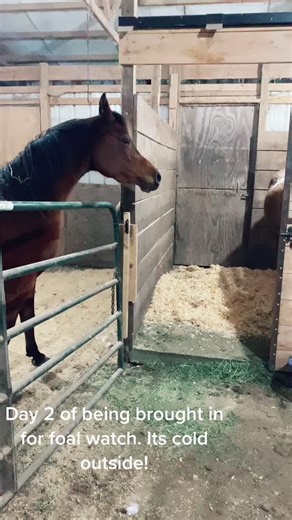 Dont breed bash. Its not cool! #breedracismisntokay #arabians #babymomma #foalwatch2021 #foal #babiesoftiktok #babies #mom #momtobe #pregnant