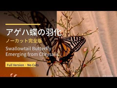 アゲハ蝶の羽化 ノーカット版 / Swallowtail Butterfly Emerging from Chrysalis [Full Version]