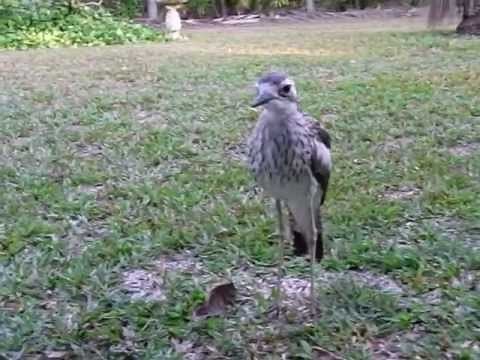 Bush Stone-Curlew making a disturbing hissing sound