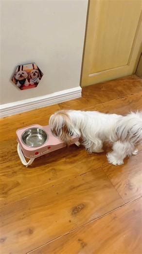 Rory’s newest cute pet elevated food and water bowl