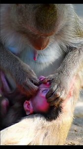 Life of Monkeys: Mother Monkey Checks Baby Monkey's Teeth, to Make Sure They're Weaned Off Milk.