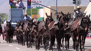 2K views · 201 reactions | Only 256 more days! | Bishop Mule Days Celebration | Facebook