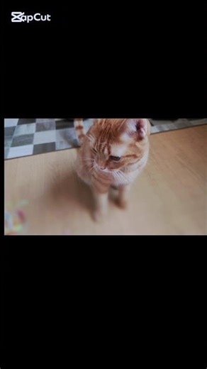 【去勢後】パル君良く頑張った〜👏 #猫 #ねこのいる生活 #cat