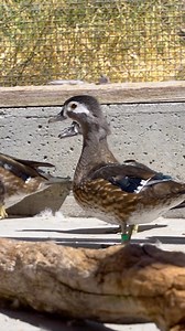 133K views · 3.5K reactions | WOOD DUCK FUN FACT  Jackie Satter, PhD student at UC-Davis, shares a discovery found at UC-Davis’s Eadie Lab about hen wood ducks and the white eye patch around their eye. Learn more by watching out latest video!  | Campus Waterfowl | Facebook
