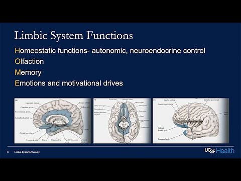 Epilepsy and the Limbic System