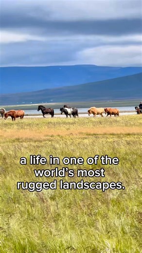 27K views · 1.6K reactions | Why Icelandic horses touch your soul | IamGlytja | Facebook