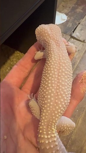 Healthy Tail Check 🦎 | Leopard Gecko Condition & Breeding Progress