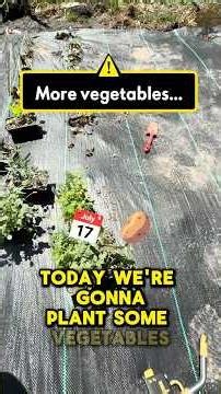 🔥 PLANTING MORE VEGETABLES IN THE GARDEN! #gardening