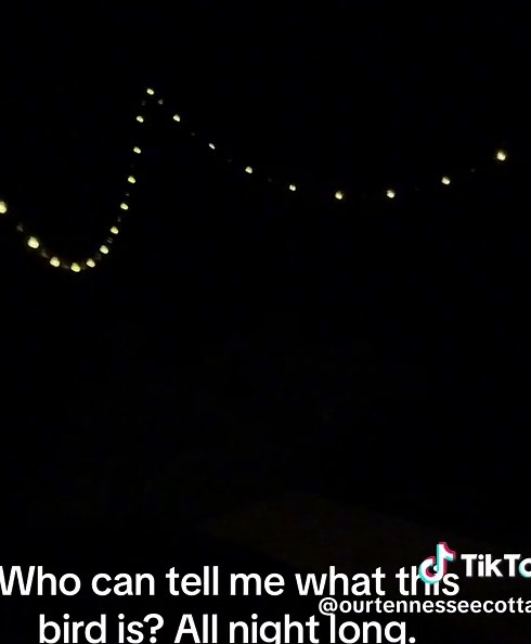 Identifying Night Birds in Tennessee