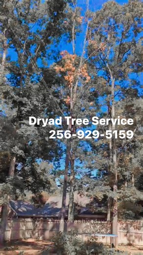 Dropping the bad ones | Dryad Tree Service