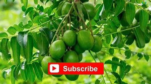 5.2K views · 87 reactions | Health Bangla Beauty on Reels | Facebook