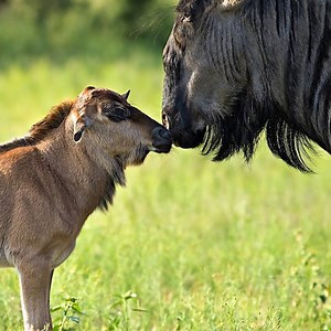 The baby Wildebeest's first steps
