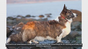 Cardigan Welsh Corgi: A Comprehensive Breed Review