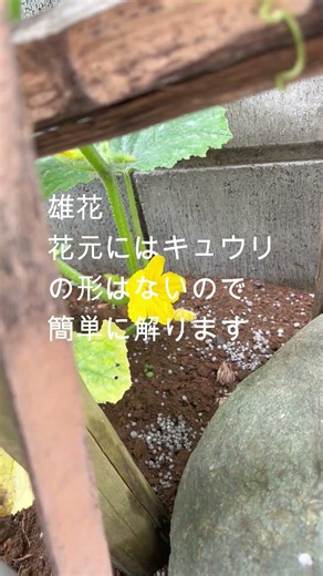 キュウリの花 260618