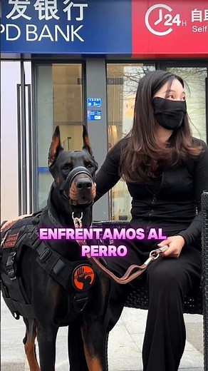 “Doberman vs. Pit Bull Terrier: Who Prevails in Strength and Agility? 🐕⚡”