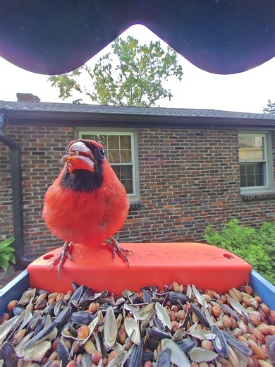 Cardinal Chronicles Part 3: Gorgeous Male Red Northern Cardinal munches on seeds! #birds #nature