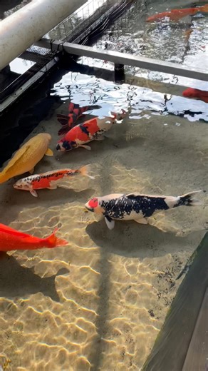 38K views · 613 reactions | This is the clearest Koi Pond I’ve seen ever! 勞 #koipond #koifish #aquascape #aquascaping | The Koi Partner | Facebook