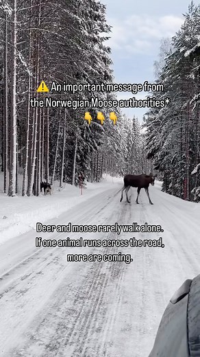 Driving through Norway in winter can be like moving through a real-life winter wonderland and you might even meet a moose or two or three 🫎 👇👇👇 Watch out for animals crossing the road. The risk of encountering these on the road is greatest in autumn and winter. 🫎Take wildlife warning signs seriously. The signs warn of a real danger. 🫎 Slow down on sections with a risk of wild animals. 🫎 Keep an eye on the terrain at the side of the road, and look for tracks in the snow. 🫎 Deer and moose