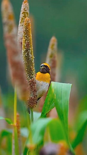 1.9K reactions · 37 comments | Nature is full of stunningly beautiful...