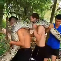 12K views · 97 reactions | Catch a giant python that eats people Join Group : https://www.facebook.com/groups/237649591908238/ | Discover | Facebook