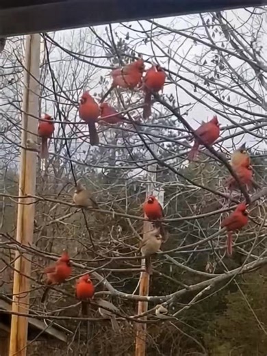 Heaven sends its love, feathered in crimson. #CardinalBeauty #cardinalvibes #birdlovers #cardinallovers | Cardinal Bird Community