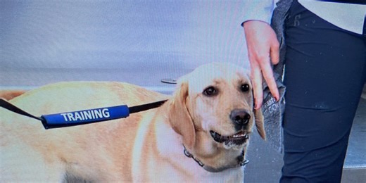 Southeastern Guide Dogs Pair Up North River Fire District For Watercraft Training