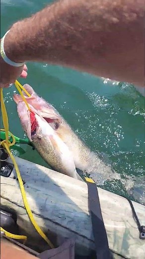 Record Walleye in Crazy Lake Erie Waves! #fishing #kayakfishing #walleye