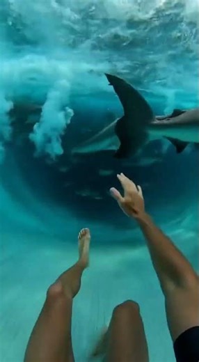 Waterslide into pool full of giant fish #funny #memes