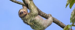 Why do sloths move so slowly?