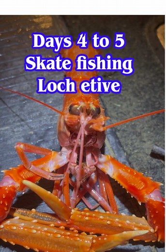 Skate Fishing Adventures in Loch Etive, Scotland