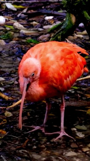Scarlet Ibis The Brilliant Red Jewel of the Wetlands ❤️ The Earth Network