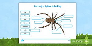 Parts of a Spider Labeling Worksheets