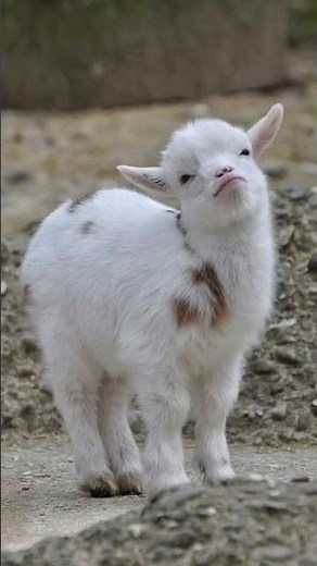 Awww meme!🐐🥺