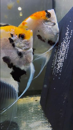 Koi Angel Fish Breeding Laying Eggs #koiangelfish #angelfish #layingeggs #frishbreeding