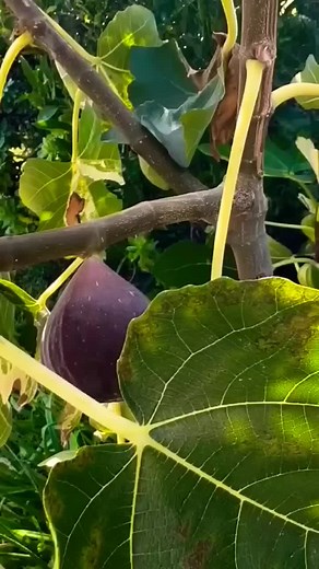 mik mik (@mik.mik23)’s videos with original sound - mik mik