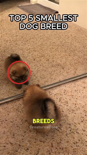 Top 5 Smallest Dog Breeds That Fit in a Coffee Mug #DogBreeds #DogLovers #CreaturesCore