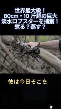 World's largest! A giant freshwater lobster measuring over 80cm and weighing over 10 pounds has b...