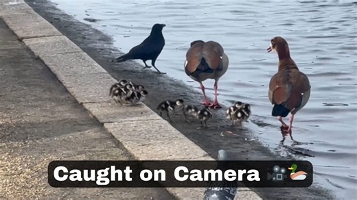 Crow grabs a poor duckling and soars with it