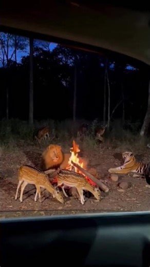 Terrifying Forest Fire! Wild Animals Running for Their Lives | Real Wildlife Escape