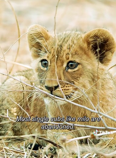 Milo the Lion: Surviving Alone in the Pride