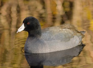 Discover the American Coot, the Bird that Looks Like a Duck, but Isn’t