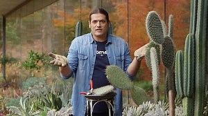 Características del cactus opuntia: reproducción y variedades