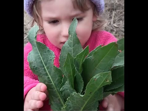 Curly Dock - Harvest to Table