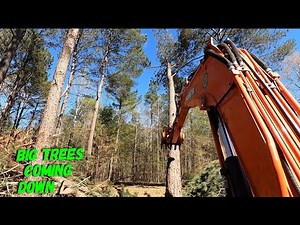Land clearing some big pines with the mini excavator