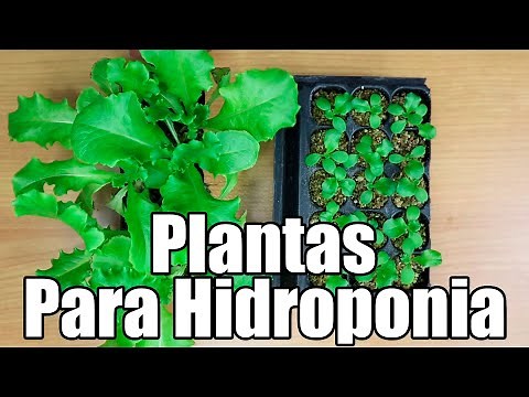 Como germinar semillas para COLOCARLAS EN EL SISTEMA HIDROPONICO || HIDROPONIA || México Verde