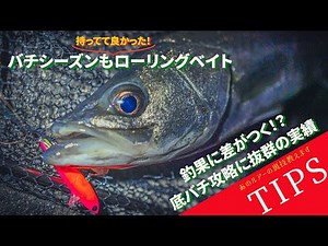 【Tips】バチ抜けシーバスで差がつく！？底バチパターンにローリングベイト。