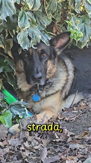 Le caratteristiche delPastore tedesco. Lui è THOR. #pastoretedesco ,#gsd #germanshepherd