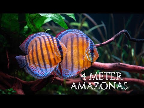4 Meter Amazonas Aquarium | Skalare & Diskus in Cinematic